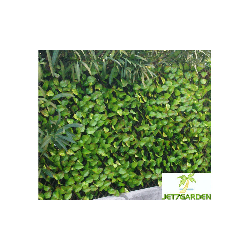 Treillis extensible feuilles de rosier 1x2m - Jet7garden