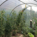 Serre tunnel Essentielle à pieds arrondis 3x6m avec bâche PE 200µ - Serres Tonneau