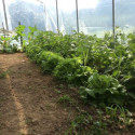 Serre tunnel Abri Cultures à pieds droits 3x3m avec bâche PE 200µ - Serres Tonneau