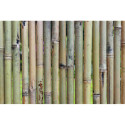 Canisse naturelle en bambou entier -  NATURE