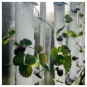 Extension pour tours - lot de 24 modules - pour kit aquaponique - MyFarm