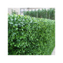 Haie artificielle lentisc 1mx1m - France Green