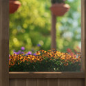 Serre en bois et polycarbonate transparent 8,6m² Natura - Canopia by Palram