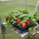 Etagère renforcée pour serre de jardin Palram
