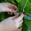 Kit de palissage pro pour serre de jardin Palram