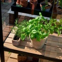 Serre urbaine en verre trempé avec roulettes City Greenhouse - Juliana