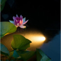 Spot aquatique Aquaspotlight Power Led blanc pour bassin de jardin - Ubbink