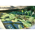 Bassin de jardin préformé 230L en polyéthylène Jupiter - Ubbink