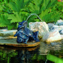 Gargouille duo de grenouilles pour bassin de jardin - Ubbink