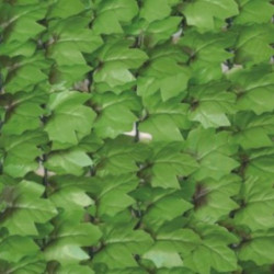 Haie artificielle feuilles de lierre 1,5x3m - Jet7garden