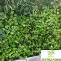 Haie artificielle feuilles de rosier 1,5x3m - Jet7garden
