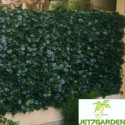 Haie artificielle duo de feuilles de lierre 1x3m - Jet7garden