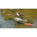 Filtre de bassin UV ALGCLEAR 7000 - Ubbink