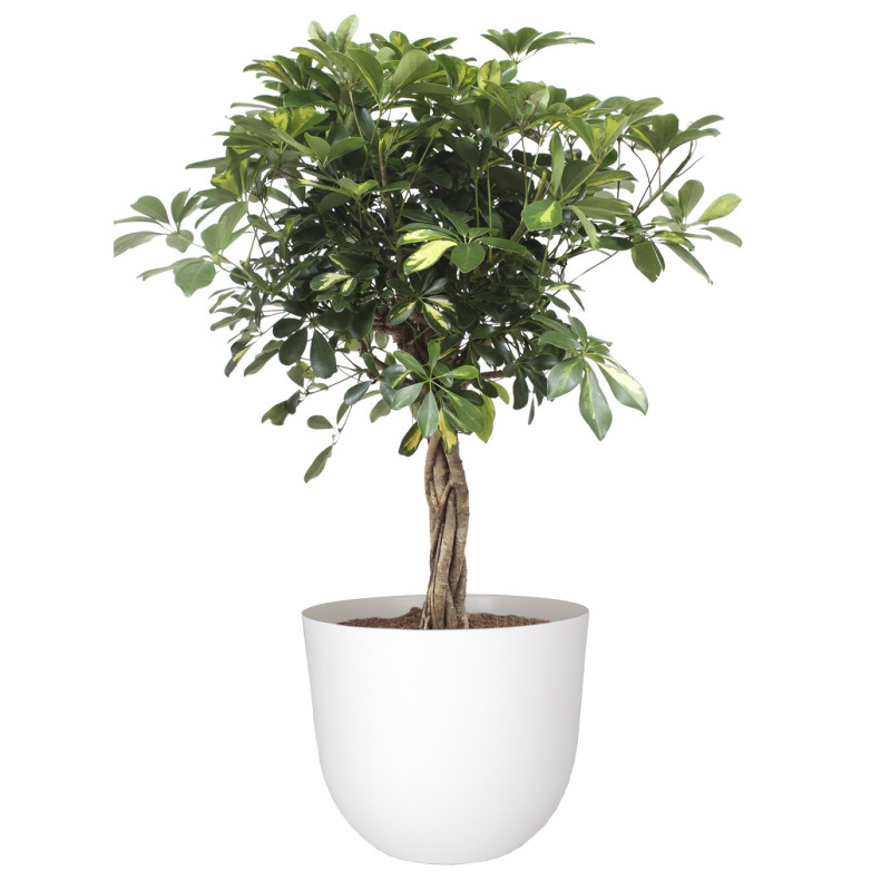 Pot Havana – 50x50xH.41,5cm – granite