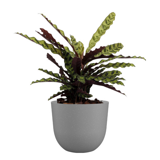 Pot Havana – 70x70xH.58,1cm – gris calcaire
