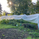 Serre chenille de jardin 1,3x5m en PE non armé 200 microns Serres Tonneau