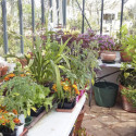 Serre de jardin LUXIA Rétro sur muret 9,60m² en aluminium laqué et verre trempé 4mm - Lams