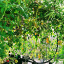 MyFab Accessoires serre de jardin
