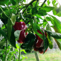 MyFab Accessoires serre de jardin